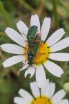 Cerocoma schaefferi
