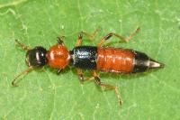 Paederus littoralis