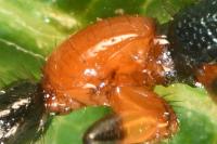 Paederus littoralis