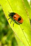 Clytra quadripunctata