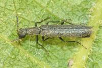 Dolichosoma lineare