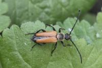 Stictoleptura fulva