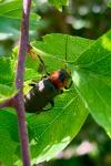 Cantharis fusca