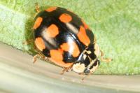 Adalia decempunctata