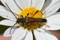 Stenopterus rufus