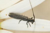 Calamobius filum