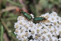 Cerocoma schaefferi