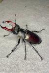 Lucanus cervus