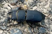 Dorcus parallelipipedus