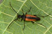 Stenurella melanura