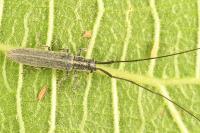 Calamobius filum