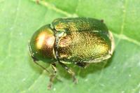 Cryptocephalus aureolus