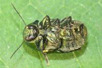 Cryptocephalus aureolus