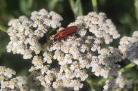Lygistopterus sanguineus