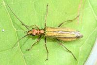 Oedemera nobilis