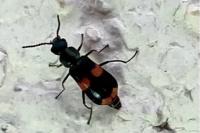 Anthocomus fasciatus