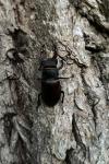 Lucanus cervus