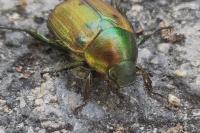 Anomala dubia
