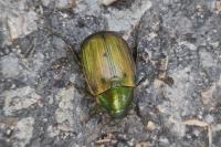 Anomala dubia