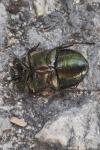 Anomala dubia