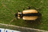 Calomicrus circumfusus