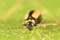 Calomicrus circumfusus