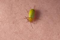 Cteniopus sulphureus