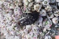 Oxythyrea funesta