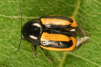 Cryptocephalus vittatus