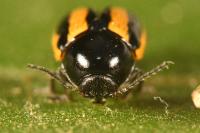 Cryptocephalus vittatus