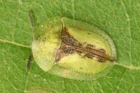 Cassida vibex