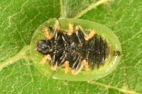 Cassida vibex