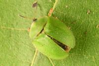 Cassida viridis