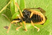 Cassida viridis