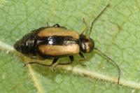 Calomicrus circumfusus