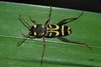 Xylotrechus arvicola