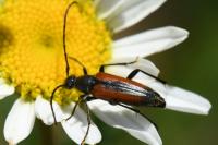 Stenurella melanura