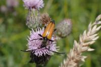 Stictoleptura fulva