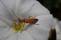 Oedemera podagrariae