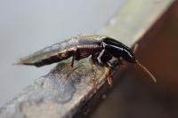 Quedius lateralis