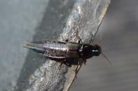 Quedius lateralis