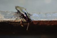 Quedius lateralis