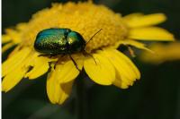 Cryptocephalus aureolus