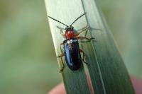 Oulema melanopus
