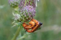 Rhagonycha fulva