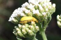 Cteniopus sulphureus