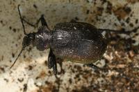 Calosoma inquisitor
