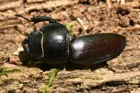 Lucanus cervus