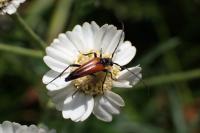 Stenurella melanura