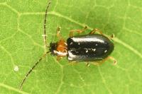 Luperus